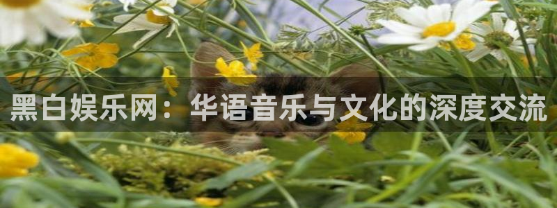 壹号娱乐2代理注册：黑白娱乐网：华语音乐与文化的深度交流